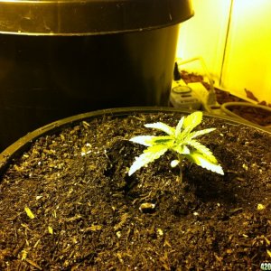 Blue Dream and Green poison about 20 days after sprouting