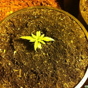 Blue Dream and Green poison about 20 days after sprouting