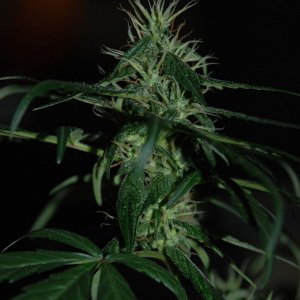 buddha_bud