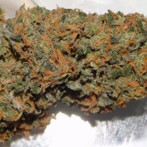 Organic_AK-47_