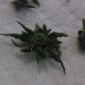 close up of immature buds