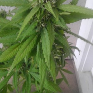 Plant C third Cola