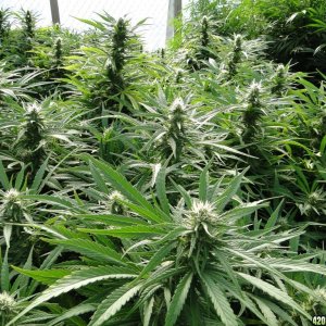 Outdoor_O_G_Kush_in_Flowering