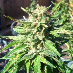 G-13 With Minimal Bud Rot