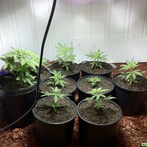 Blue Dream & Green Poison 26 days after planting