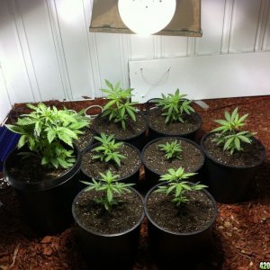 Blue Dream & Green Poison 26 days after planting
