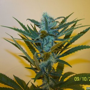 d31frost