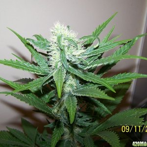 d32frosty