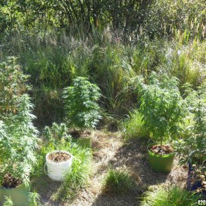 2011 Organic Outdoor Grow