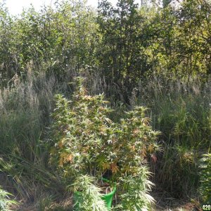 2011 Organic Outdoor Grow