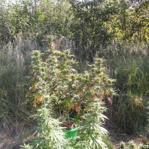 2011 Organic Outdoor Grow