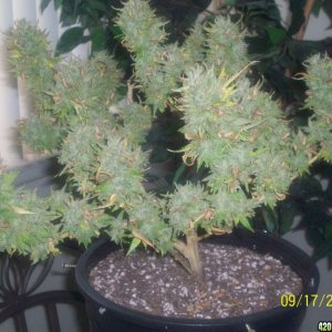 BILL'S 2011 WHITE RHINO X SUPER SILVER HAZE