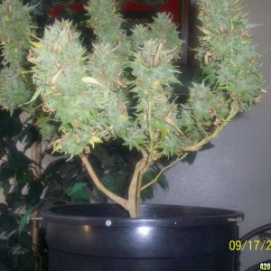 BILL'S 2011 WHITE RHINO X SUPER SILVER HAZE