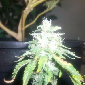 BILL'S 2011 WHITE RHINO X SUPER SILVER HAZE