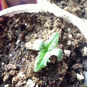 seedling