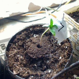 seedling2