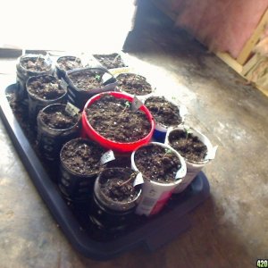 all the seedlings