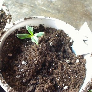 seedling3