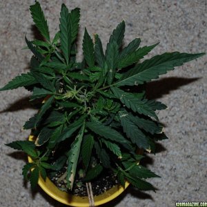 buddh_clone2