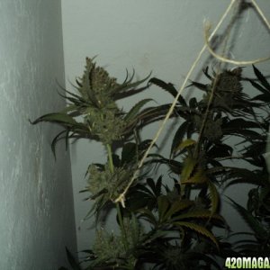 Ready_to_harvest_Vanilla_Kush