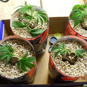 Group Shot - Clones 4 days after clip