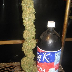 Big ass cola, crystally bud