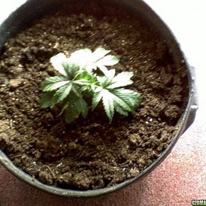 short plant