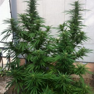 My Outdoor White Rhino & Tootie Fruity