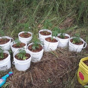 2011 Organic Outdoor Grow