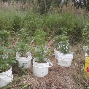 2011 Organic Outdoor Grow