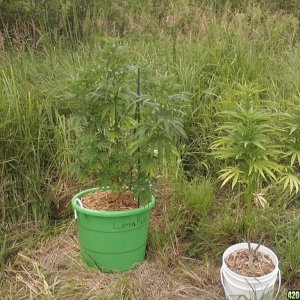 2011 Organic Outdoor Grow