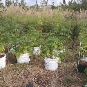 2011 Organic Outdoor Grow