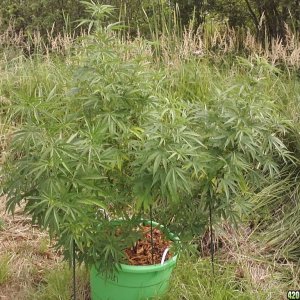 2011 Organic Outdoor Grow