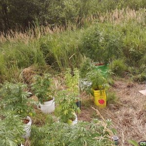 2011 Organic Outdoor Grow