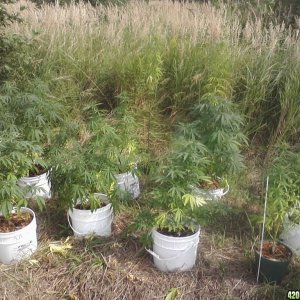 2011 Organic Outdoor Grow