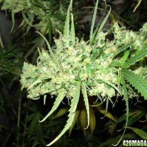 bottom_bud_of_Mekong_High