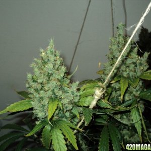 white_widow_tops