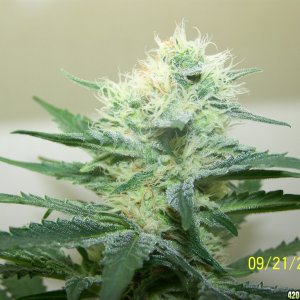 d42frost