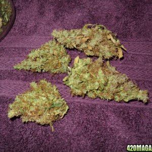 blueberry_buds1