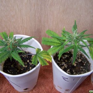 White Widow Clones