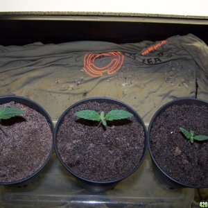 White widow seedlings