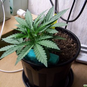 Aurora Indica