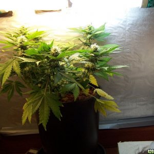 Bubbelicious cupboard CFL grow-1