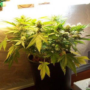 Bubbelicious cupboard CFL grow-2