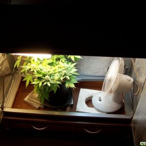 Bubbelicious cupboard CFL grow-4