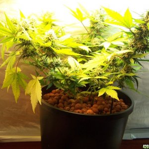 Bubbelicious cupboard CFL grow-8