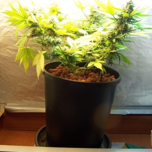 Bubbelicious cupboard CFL grow-9