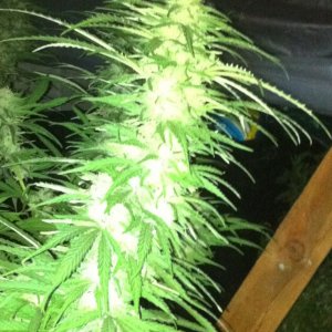 Outdoor White Rhino & Tootie Fruity