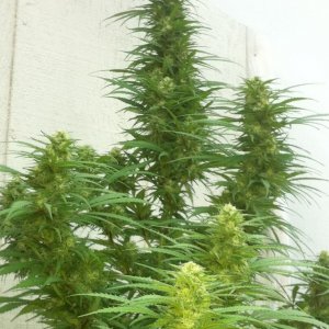 Outdoor White Rhino & Tootie Fruity