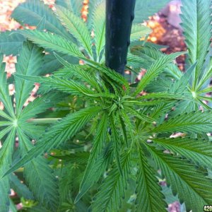 Blue Dream 13 Days into Flower (Top View)